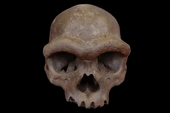 Com características como rosto robusto, dentes grandes e cérebro do tamanho dos humanos modernos, o crânio ajuda os cientistas a esclarecer a aparência dos denisovanos.