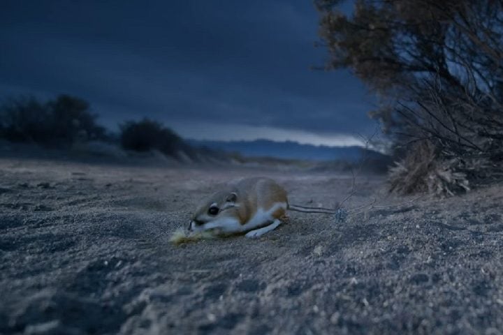 Essas bolsas são usadas para transportar sementes para suas tocas subterrâneas, onde as armazenam para consumo futuro.