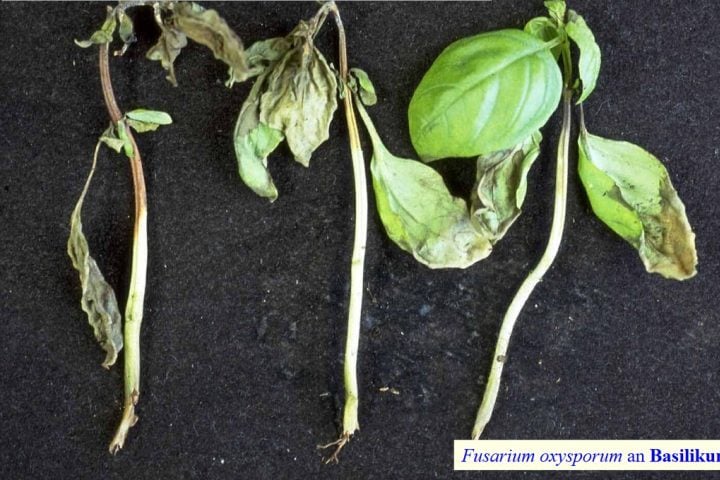 O fungo invade as raízes e se propaga pelos vasos condutores de seiva, bloqueando o fluxo de água e nutrientes, o que leva à murcha, amarelamento e, eventualmente, à morte da planta.