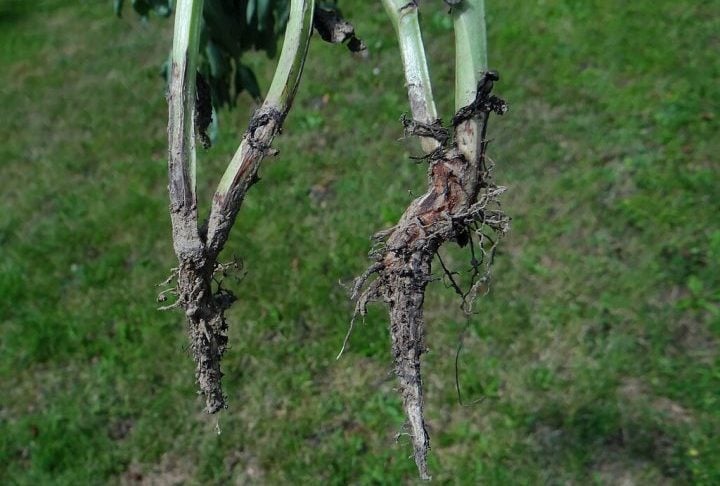 Esse patógeno pertence ao gênero Fusarium, que engloba diversas espécies capazes de provocar podridões de raízes, hastes e frutos, além de produzir micotoxinas prejudiciais à saúde humana e animal.