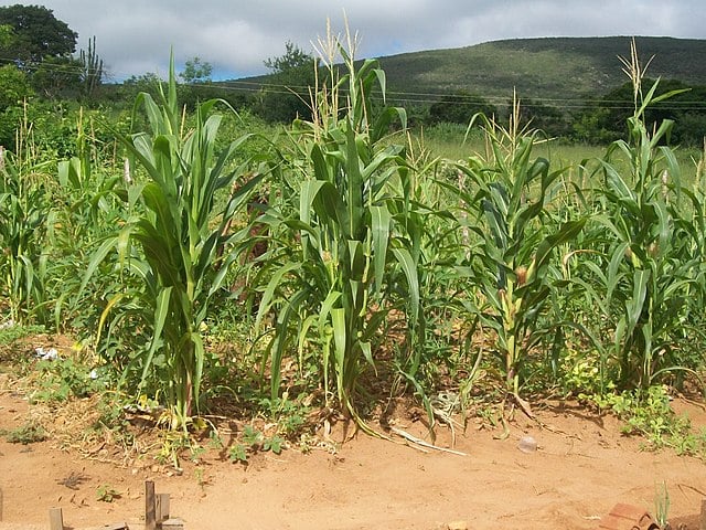 A economia do município é baseada principalmente na agricultura, com destaque para o cultivo de grãos como milho, feijão e café, além da pecuária.