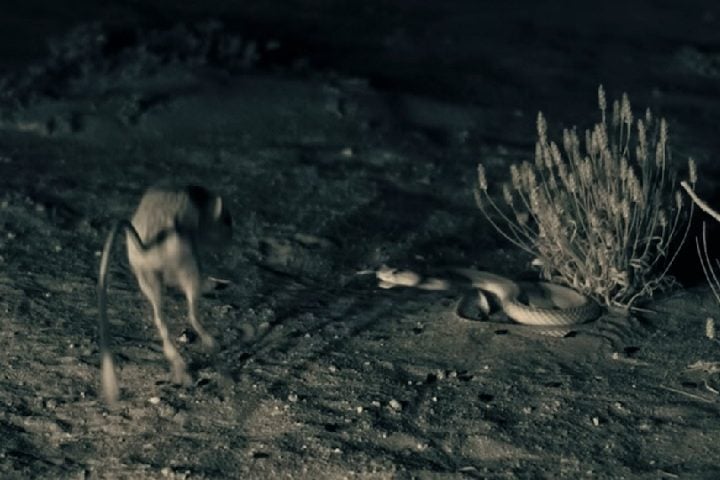 Essa adaptação é crucial para sua locomoção, pois permite que ele pule rapidamente para escapar de predadores, similar aos cangurus.