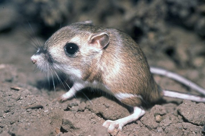 O processo de hidratação se dá por meio da chamada água metabólica — resultado da digestão.