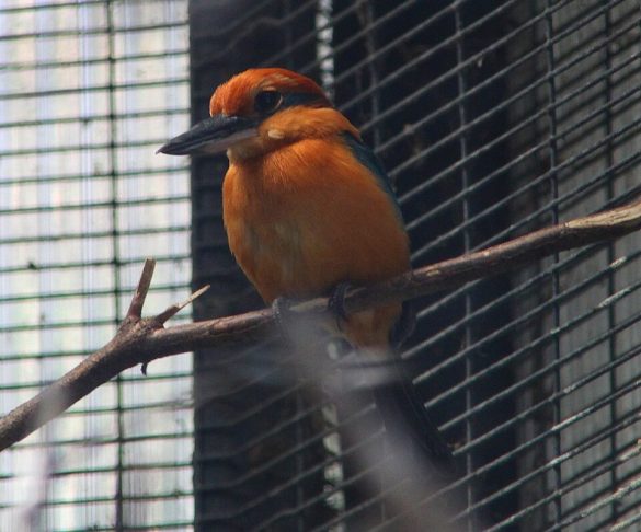 Nove aves criadas em cativeiro no zoológico londrino foram soltas no atol em setembro de 2024.