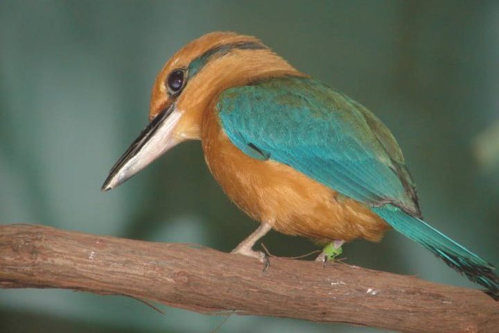 “O sucesso da reprodução dos siheks em Palmyra representa uma luz de esperança na luta contra a extinção de espécies, comunicou a The Nature Conservancy à revista People.