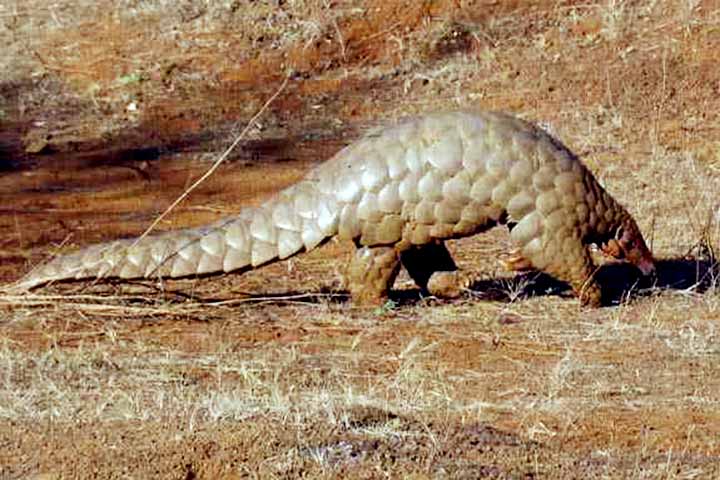 O pangolim-indiano vive em regiões secas do subcontinente indiano, incluindo Índia, Nepal, Sri Lanka e Paquistão. Tem escamas grandes e cauda curta, sendo adaptado ao solo. Embora ainda relativamente comum em algumas áreas, já é classificado como espécie em perigo.