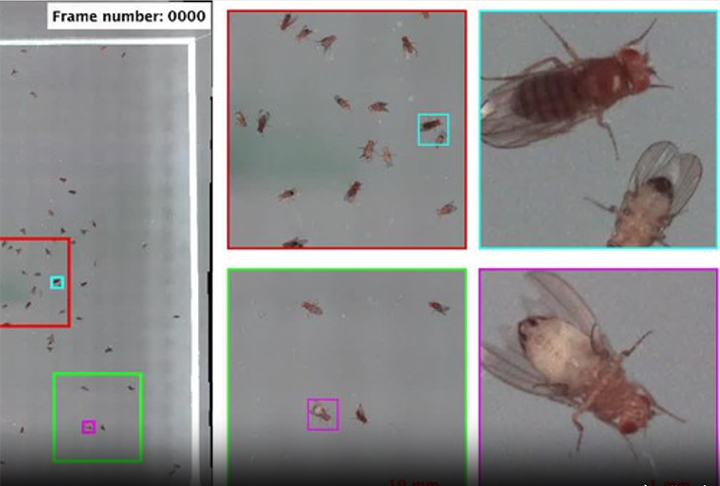 O microscópio forma imagens 3D dos objetos observados.
É possível ver espécies em movimento com alta qualidade e riqueza de detalhes. 
