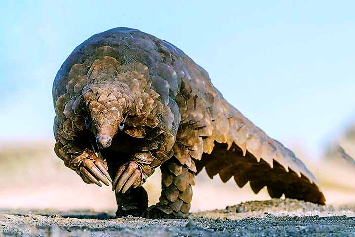 Suas populações vêm caindo drasticamente, e todos os seus representantes estão hoje sob alguma categoria de ameaça, segundo a União Internacional para a Conservação da Natureza (IUCN).