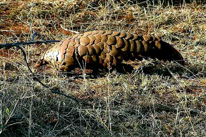Na África, o pangolim-terrestre-comum se distribui por países como África do Sul, Zimbábue e Botsuana. Vive no solo, cava túneis e prefere savanas e regiões secas. É classificado como vulnerável, principalmente pela caça ilegal.