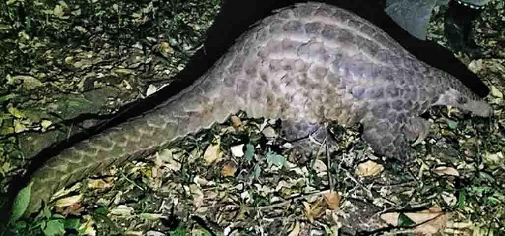 O pangolim-gigante, como o nome sugere, é o maior da família. Pode ultrapassar 1,5 metro de comprimento e pesar mais de 30 quilos. Vive em florestas tropicais da África Central e Ocidental, e também está sob risco de extinção.