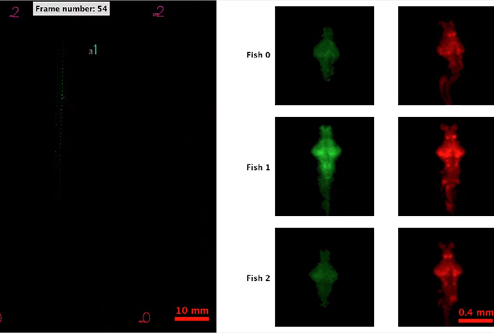 Os pesquisadores da universidade fizeram observações do comportamento de peixes-zebra, espécie muito apreciada por quem mantém aquários. 