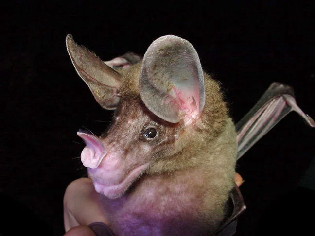 Mas os morcegos não dependem da visão para se deslocar. Sua principal fonte de orientação é a ecolocalização, uma espécie de radar natural. Eles emitem sons através dos focinhos grandes e dobrados. Algumas espécies alteram o formato da orelha para captar sinais. 