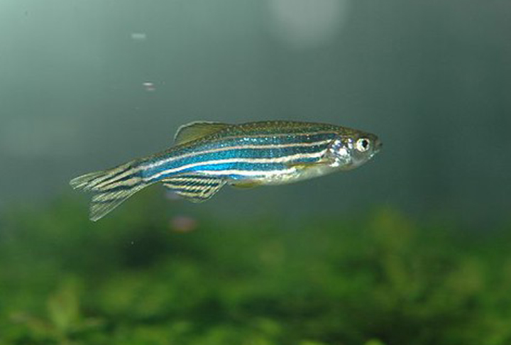 Essa mudança nos peixes-zebra ocorreu quando eles foram submetidos a determinados tipos de medicamentos. 