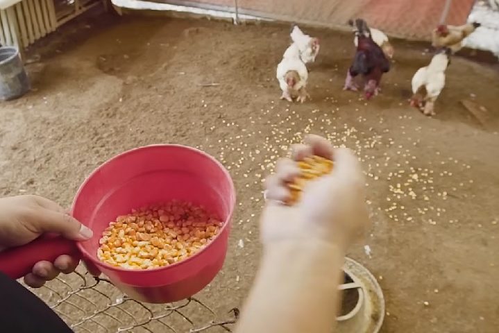 As galinhas Dong Tao são muito importantes para a economia das comunidades rurais no Vietnã. Criar e vender essas aves gera renda para muitas pessoas que vivem nessas áreas, ajudando no crescimento econômico das regiões onde são criadas. 