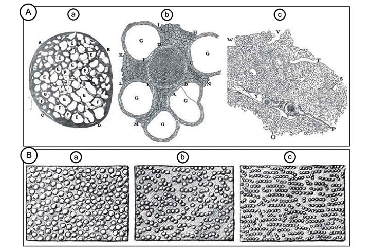 Com o microscópio, ele observou embriões de plantas e glóbulos do sangue, entre outras coisas, e descobriu os micróbios. 