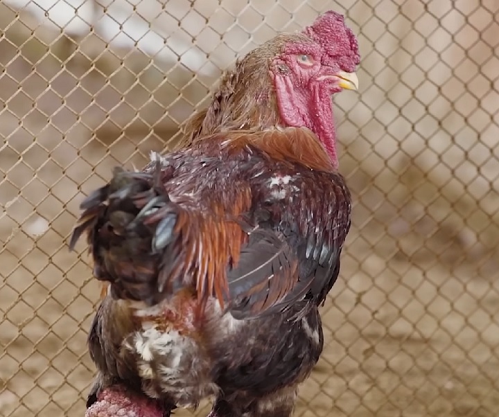 Símbolo cultural: As galinhas Dong Tao são mais do que apenas aves; elas representam um importante símbolo cultural para o Vietnã.