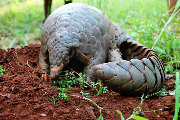Além disso, esses animais se reproduzem lentamente, o que dificulta a recuperação das populações. Uma fêmea geralmente dá à luz apenas um filhote por gestação, tornando o impacto da caça ainda mais grave.