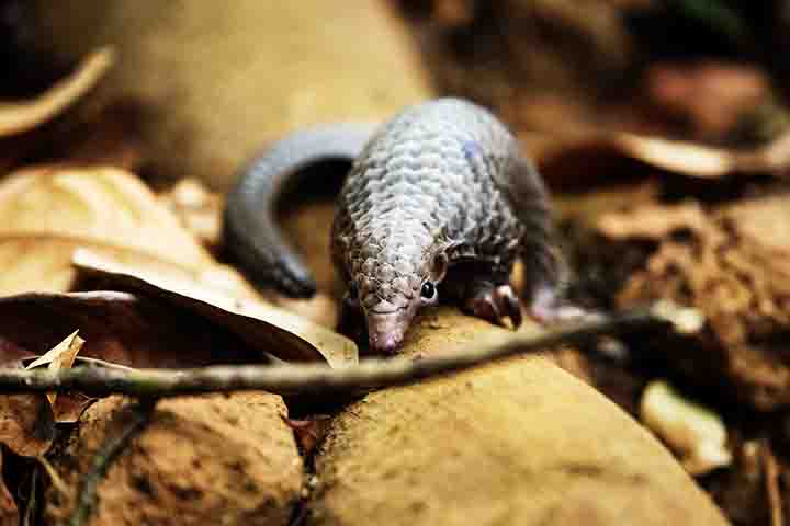 Como vivem de maneira isolada, em grandes áreas, capturar poucos indivíduos pode comprometer uma população inteira. Nos últimos anos, houve avanços tímidos na conscientização global. Campanhas de ONGs e ações de governos tentam frear o tráfico, mas o caminho ainda é longo.