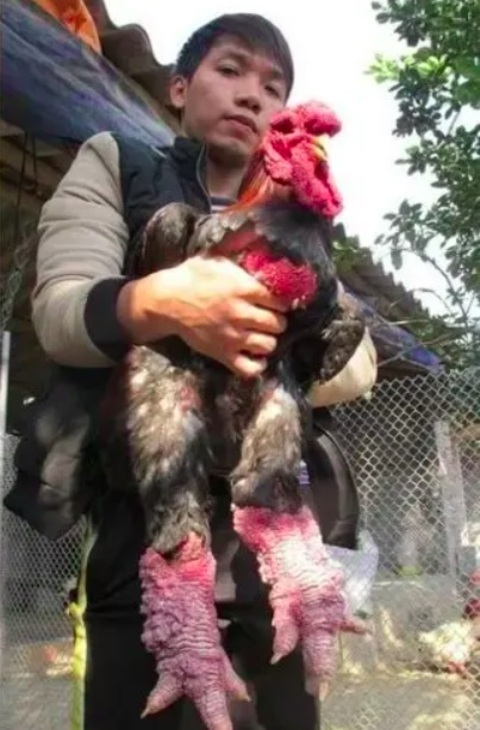 Uma espécie exótica de galinha  chama a atenção nas redes sociais por seu visual peculiar e impressionante. Você já tinha visto uma dessas galinhas?