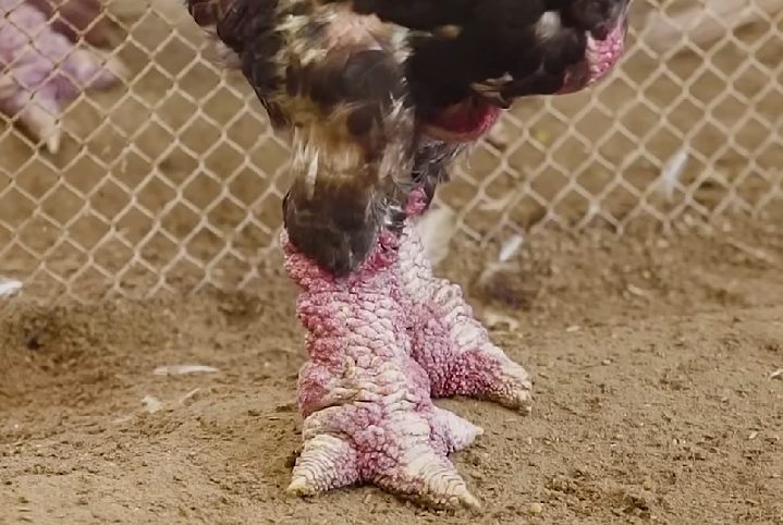 A característica mais marcante dessas galinhas são suas pernas grossas e escamosas, que se parecem com troncos de árvore.