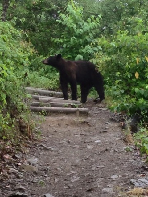 Urso-negro-americano (Ursus americanus)
Habitat e características físicas – Vive na América do Norte, em florestas e montanhas, adaptando-se até a áreas urbanas. Mede até 2 metros e pesa 300 kg, com pelagem variando entre preto, marrom e branco.