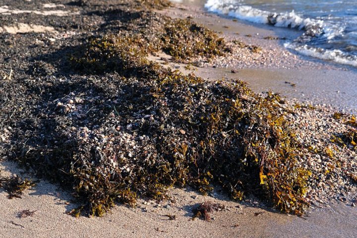No entanto, ressaltou que quando grandes quantidades de algas se decompõem perto da praia, isso pode ser perigoso para os banhistas.