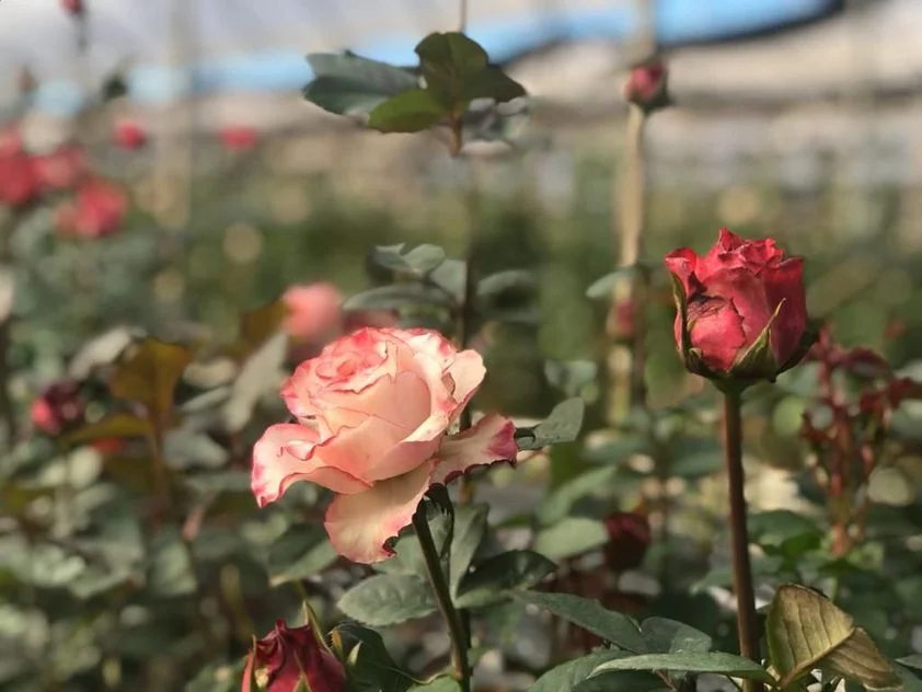 No Brasil, a maior produtora de rosas é a cidade de Andradas, em Minas Gerais.  Por dia são colhidas em média 400 mil rosas, cultivadas em doze propriedades, totalizando cerca de 120 hectares de plantio na cidade.
