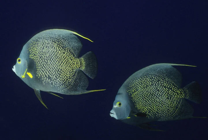 Esses peixes passam a vida ao lado de seus companheiros, nadando juntos pelos oceanos, caçando em dupla e protegendo seu território de potenciais predadores.
