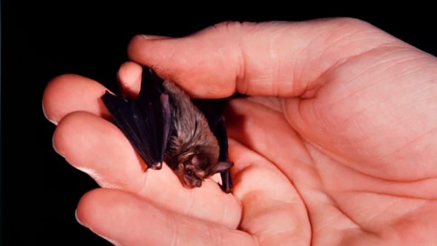 Já o menor morcego do mundo é o Nariz-de-Porco-de-Kitti, que, por sinal, é o menor mamífero do planeta. Ele é encontrado na Tailândia e em Myanmar. Tem apenas 3 cm de envergadura e pesa 2 gramas. 