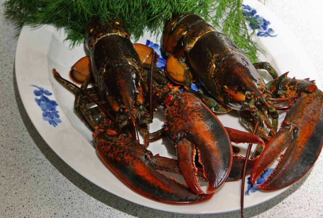 Estes crustáceos podem atingir um peso superior a 1 kg e têm uma grande importância econômica, uma vez que são considerados alimentos de luxo, refinados.