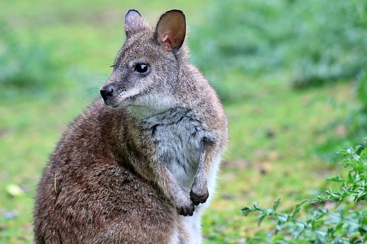 A região também é habitada por cangurus, wallabies e uma variedade de aves nativas.