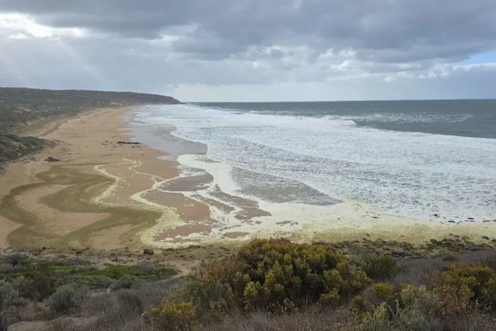 A espuma cobriu grandes áreas das praias de Waitpinga e Parsons Beach, próximas à cidade de Victor Harbor.