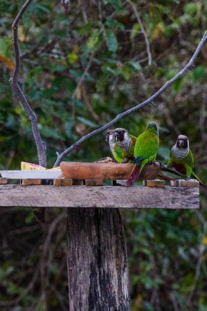 Periquitos cara-suja na Reserva Natural Serra das Almas(Foto: FERNANDA BARROS)