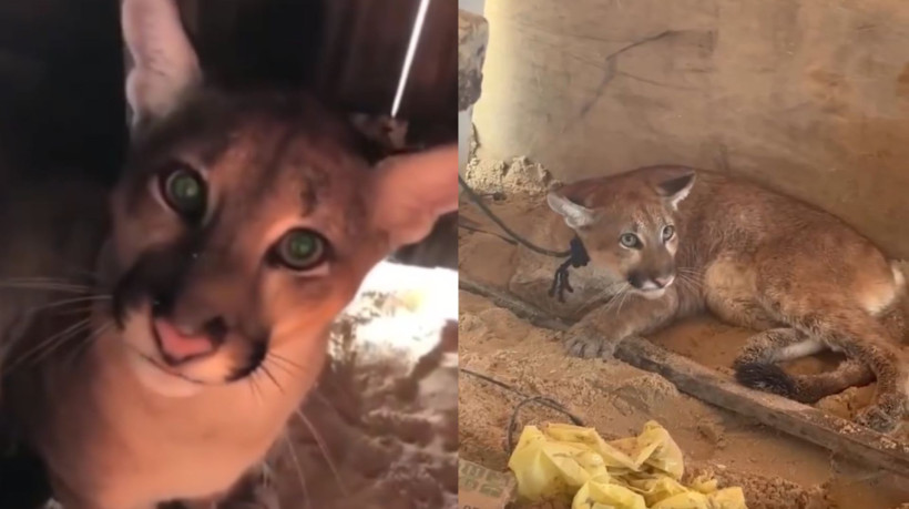 Batalhão de Polícia do Meio Ambiente foi acionado para atender a ocorrência e agentes entraram em contato com o Instituto Pró-Silvestre para orientação quanto ao manejo e encaminhamento do animal
