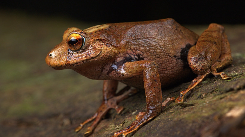 Nova espécie de sapo chamada Pristimantis nunezcortezi, uma das três novas espécies de sapo descobertas em uma cadeia de montanhas em Piura, norte do Peru