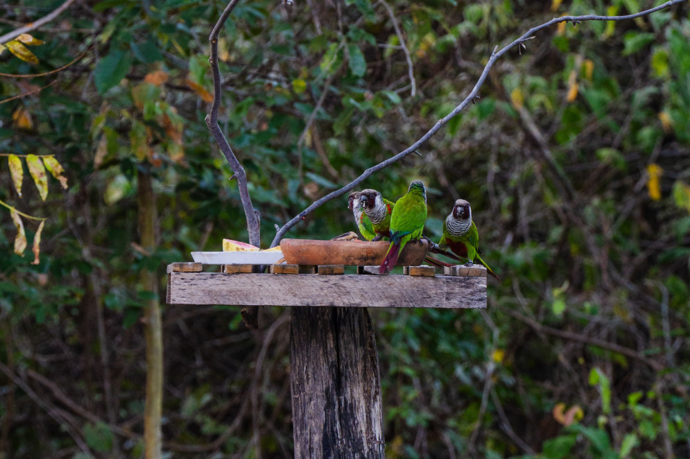 A imagem mostra quatro periquitos cara-suja em um comedouro de madeira sobre um tronco, rodeado por vegetação densa. As aves estão reunidas ao redor de potes com alimentos, em um ambiente natural