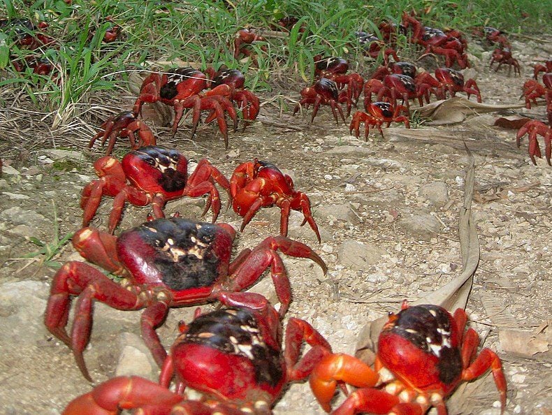 Além disso, a migração dos caranguejos-vermelhos gigantes é um evento crucial para o ecossistema da Ilha Christmas. Os crustáceos ajudam a reciclar nutrientes, aerar o solo e controlar populações de insetos.