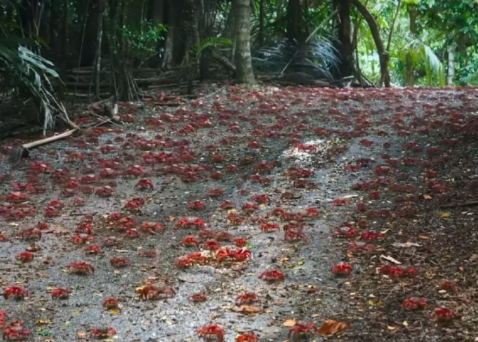 Outra ameaça aos caranguejos-vermelhos gigantes tem sido a introdução de espécies invasoras, como ratos e gatos selvagens, que representam uma ameaça à população dos crustáceos.