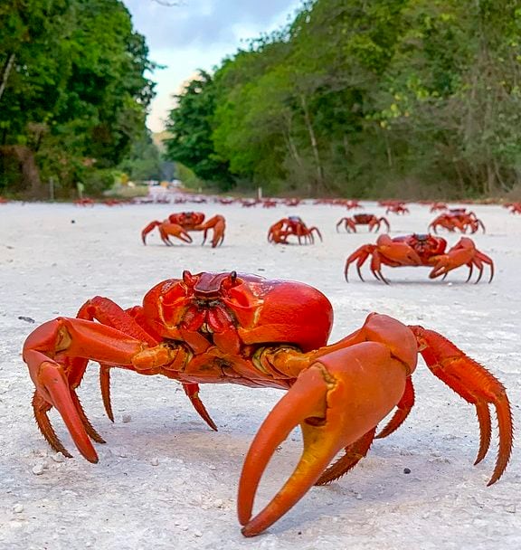 A Ilha Christmas é um território externo da Austrália localizado no Oceano Índico. Ela é conhecida por sua biodiversidade única, incluindo várias espécies endêmicas de plantas e animais.