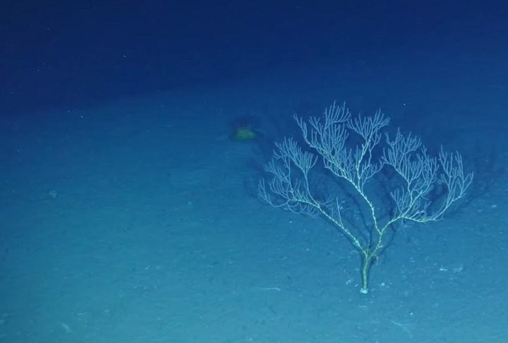 A Elevação do Rio Grande está situada em uma das três áreas que o Brasil reivindica além de sua Zona Econômica Exclusiva (ZEE).