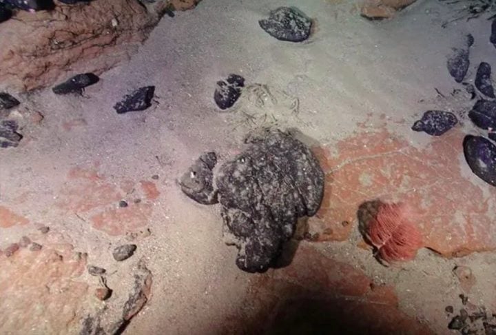 O Brasil tem uma das maiores reservas mundiais desses minerais, mas ainda não domina plenamente a tecnologia de processamento industrial.