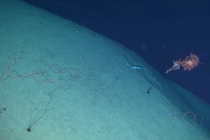 A solicitação do Brasil é baseada na continuidade geológica com o território brasileiro, conforme prevê a Convenção das Nações Unidas sobre o Direito do Mar (CNUDM).