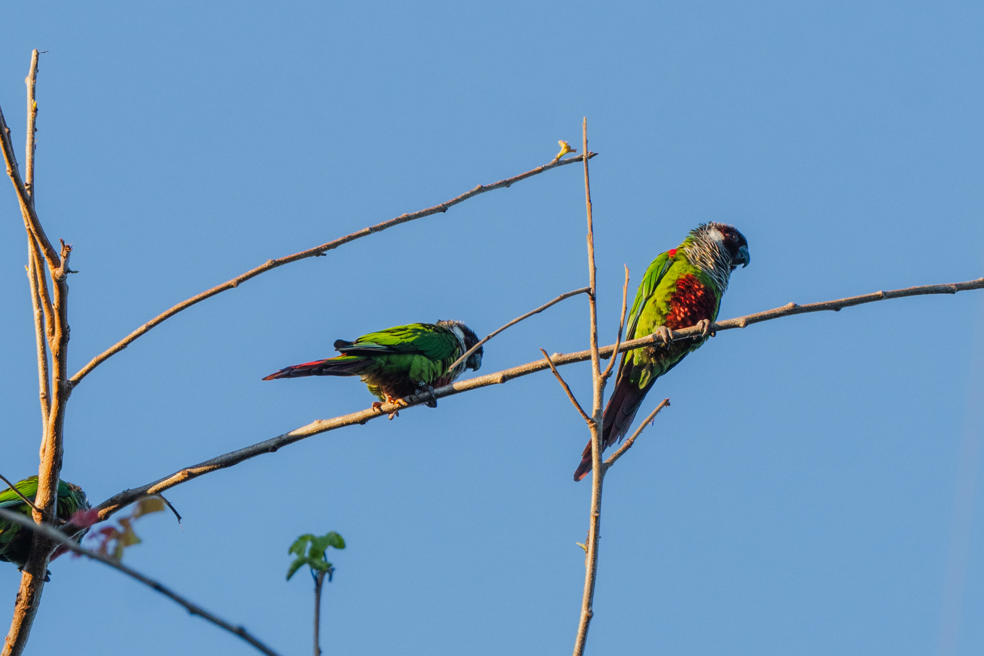 Essa foi a terceira soltura dos periquitos cara-suja na Reserva Natural Serra das Almas (Foto: FERNANDA BARROS)