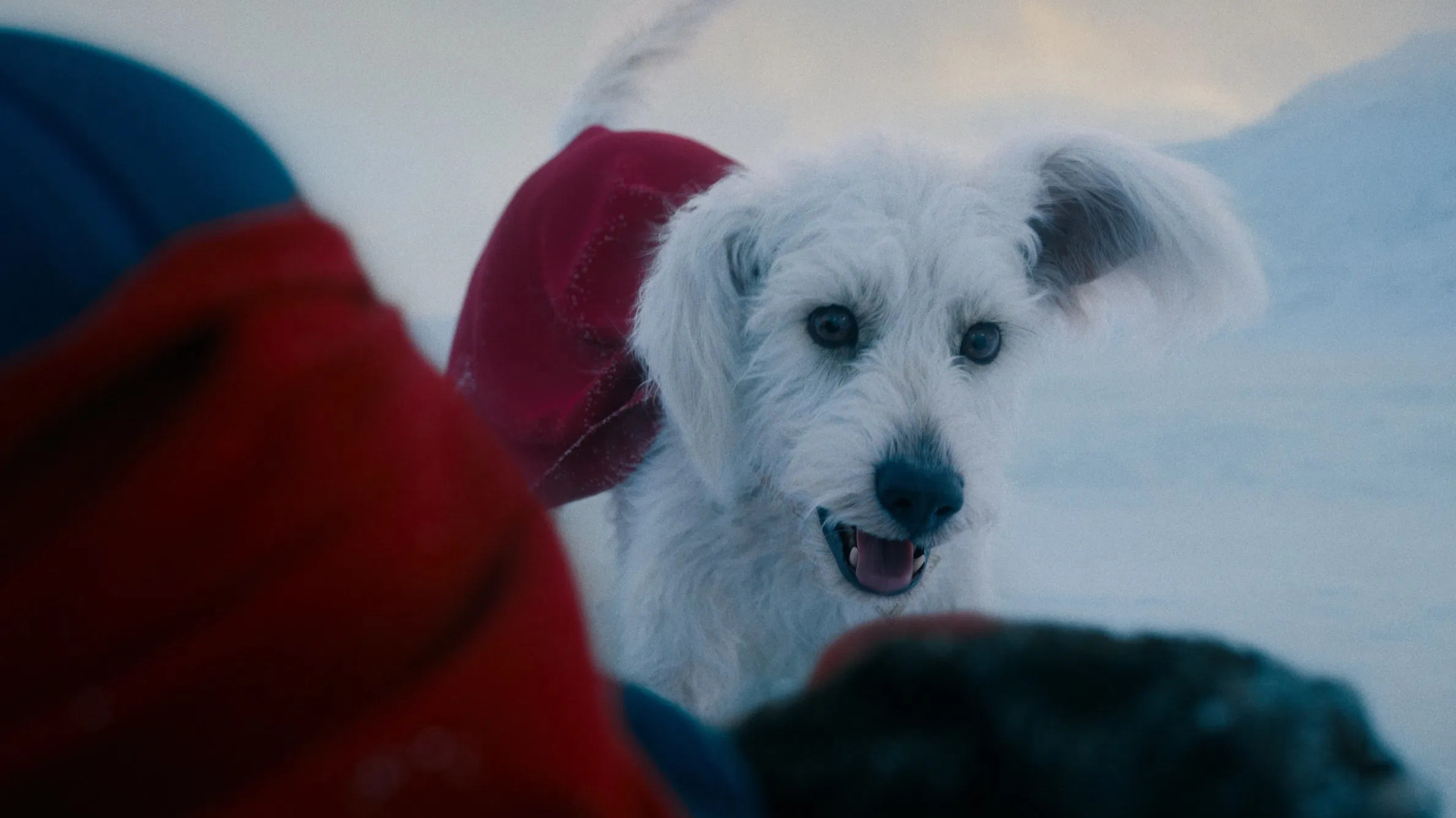 Krypto, o cachorro com superpoderes, aparece pela primeira vez nos cinema em Superman", de James Gunn