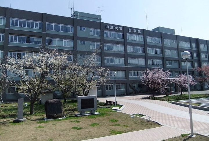 Uma equipe liderada pelo professor Masato Sakai (Universidade Yamagata), com apoio de profissionais da IBM, usou IA para analisar imagens aéreas, revelando padrões invisíveis a olho nu.