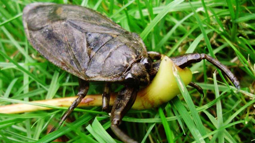 Esse animal é um caçador muito eficiente, capaz de se alimentar de vários outros insetos. 
