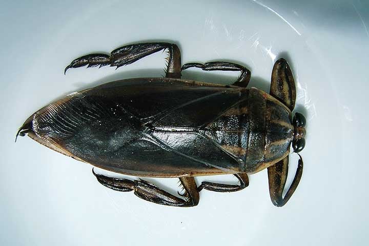 Popularmente chamada de “barata d’água”, ela não tem relação direta com as baratas domésticas, apesar da semelhança física. 