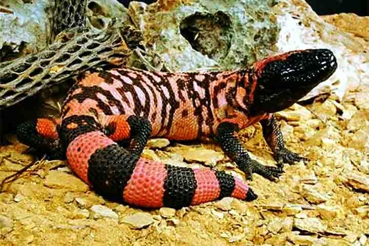 De hábitos exclusivamente noturnos, os monstros-de-gila têm a pele de fundo escuro com listras laranjas ou rosadas, que funcionam como camuflagem. O animal é dotado de uma estrutura externa chamada osteoderma, que funciona como uma espécie de armadura que o defende de predadores, como os falcões.
