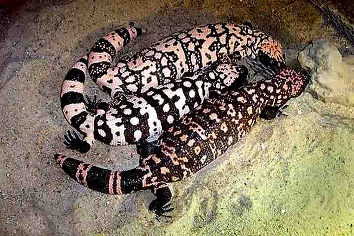 Esse tipo de evento é raríssimo. A última morte humana registrada por mordida de monstro-de-gila era de 1930.
