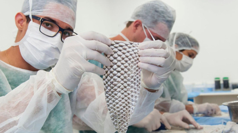 O Grupo Biotec será responsável por produzir a pele liofilizada da tilápia para uso em medicina regenerativa, como curativo no tratamento de lesões em humanos e animais, por meio de comunicado nessa terça-feira, 8. A pesquisa que estuda os benefícios é de origem da Universidade Federal do Ceará (UFC), em 2015